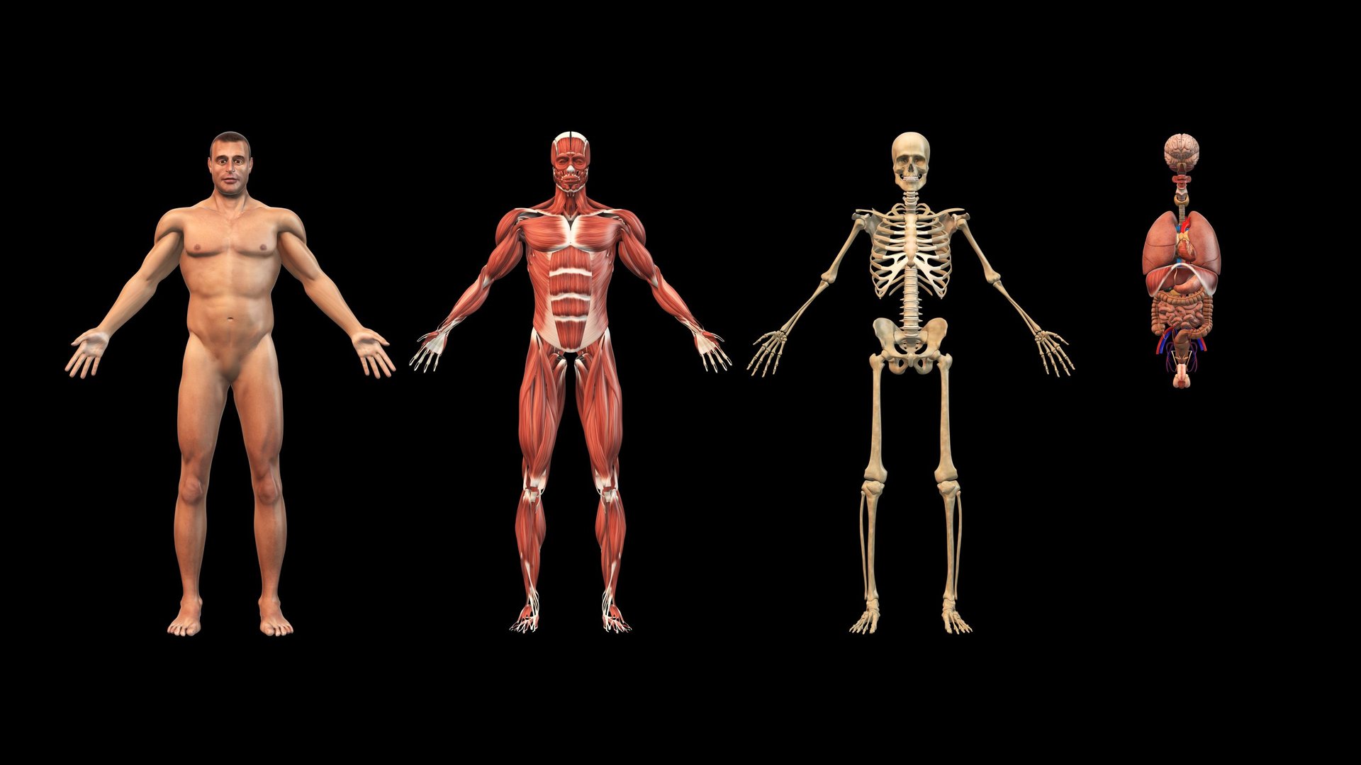 Human body anatomical view